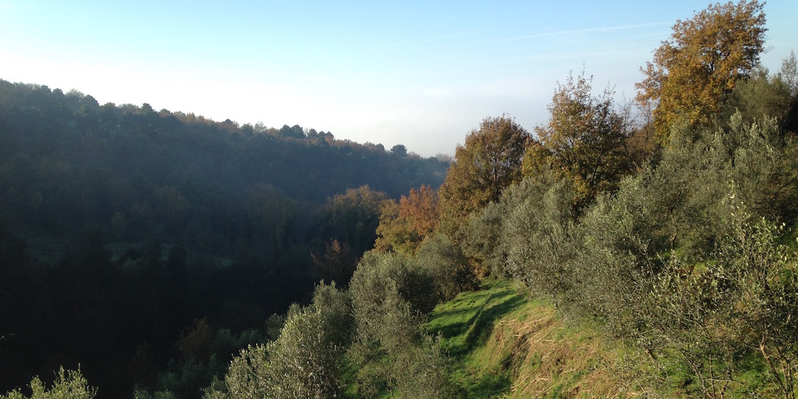 olivi davanti al bosco