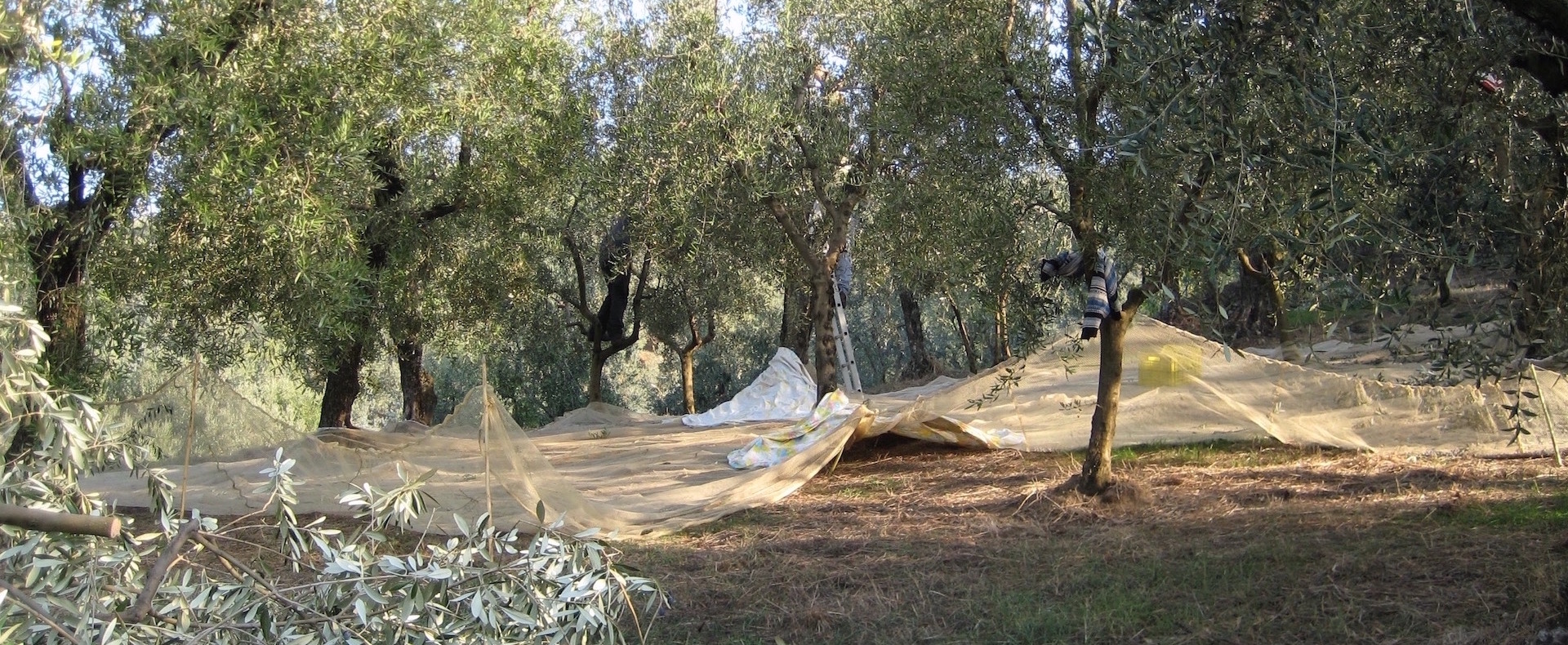 la raccolta sopra a casa
